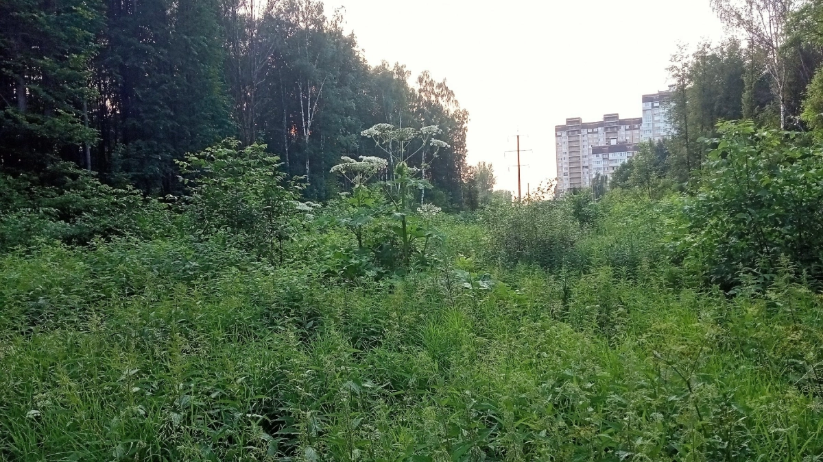 Борщевик Сосновского захватил сельхозземли Ярославской области: очаги уже выявлены на площади свыше 40 гектаров