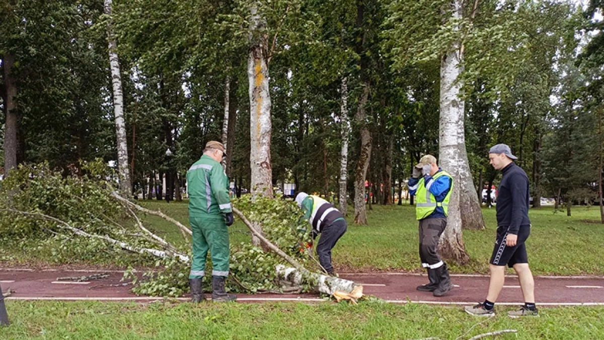 В Рыбинске убирают поваленные ураганом деревья после ветра до 18 мс