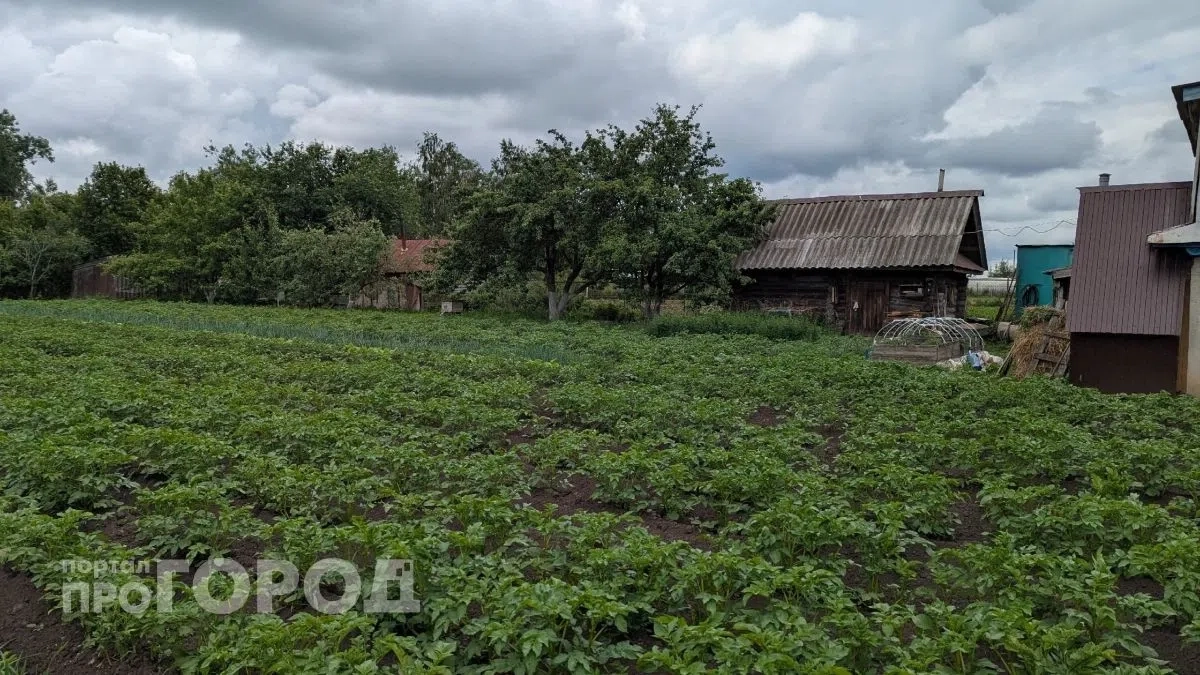 Больше не нужно собирать жуков вручную: этот копеечный раствор спас мой картофель от нашествия вредителей