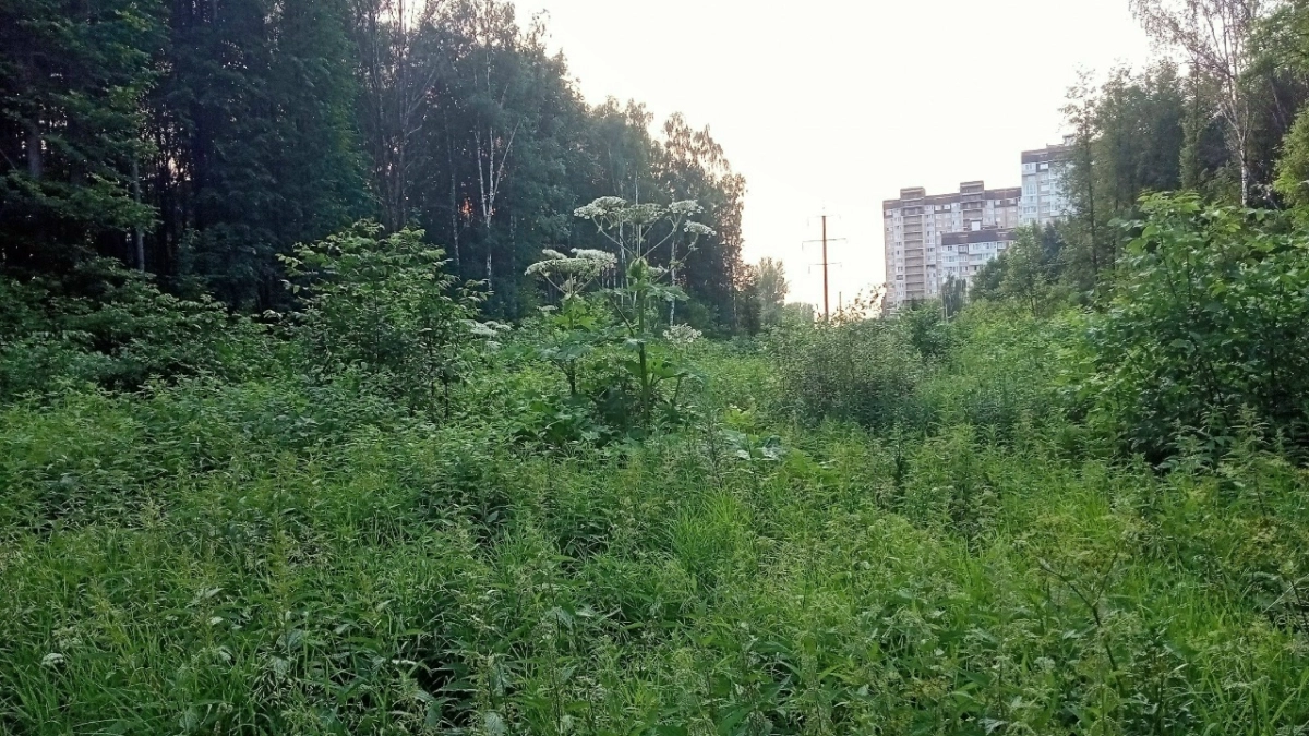 Заросший борщевиком участок обернулся штрафом для жителя Ярославской области