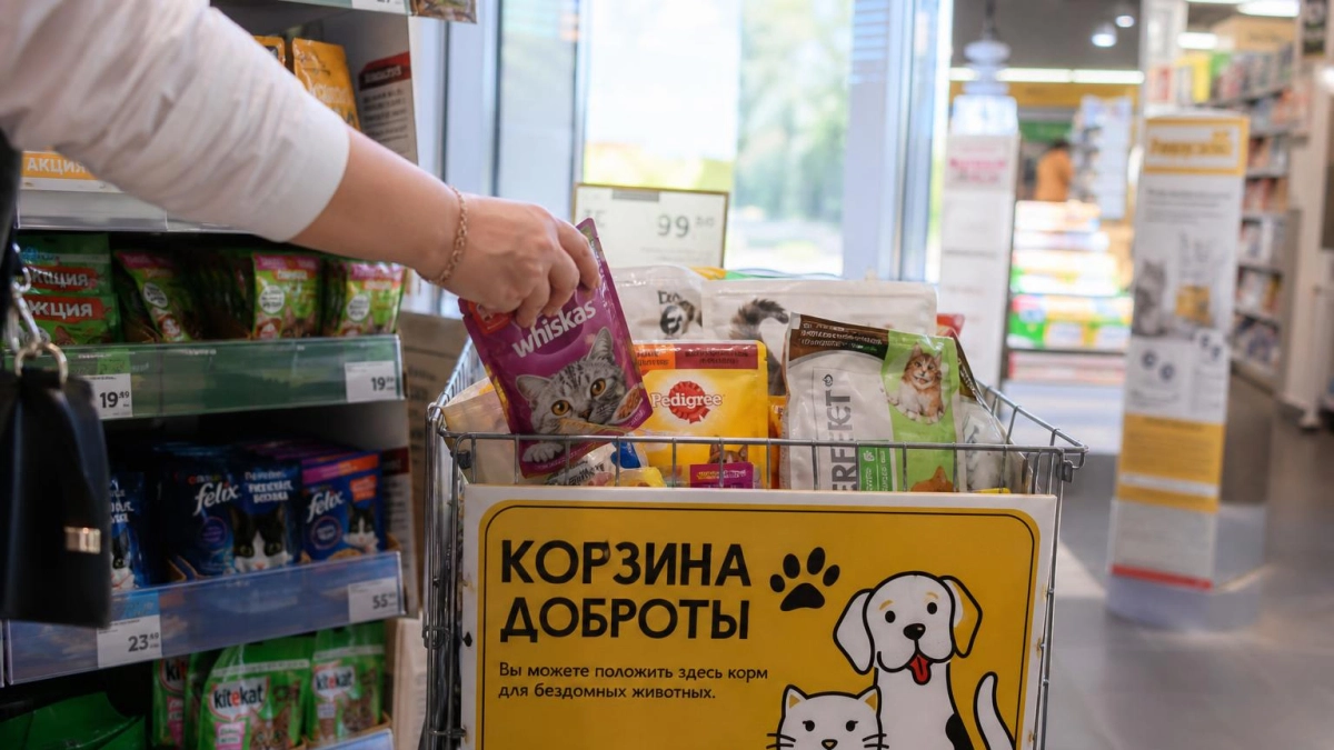 Ярославская область вошла в топ-10 проекта «Корзина доброты» для помощи приютам