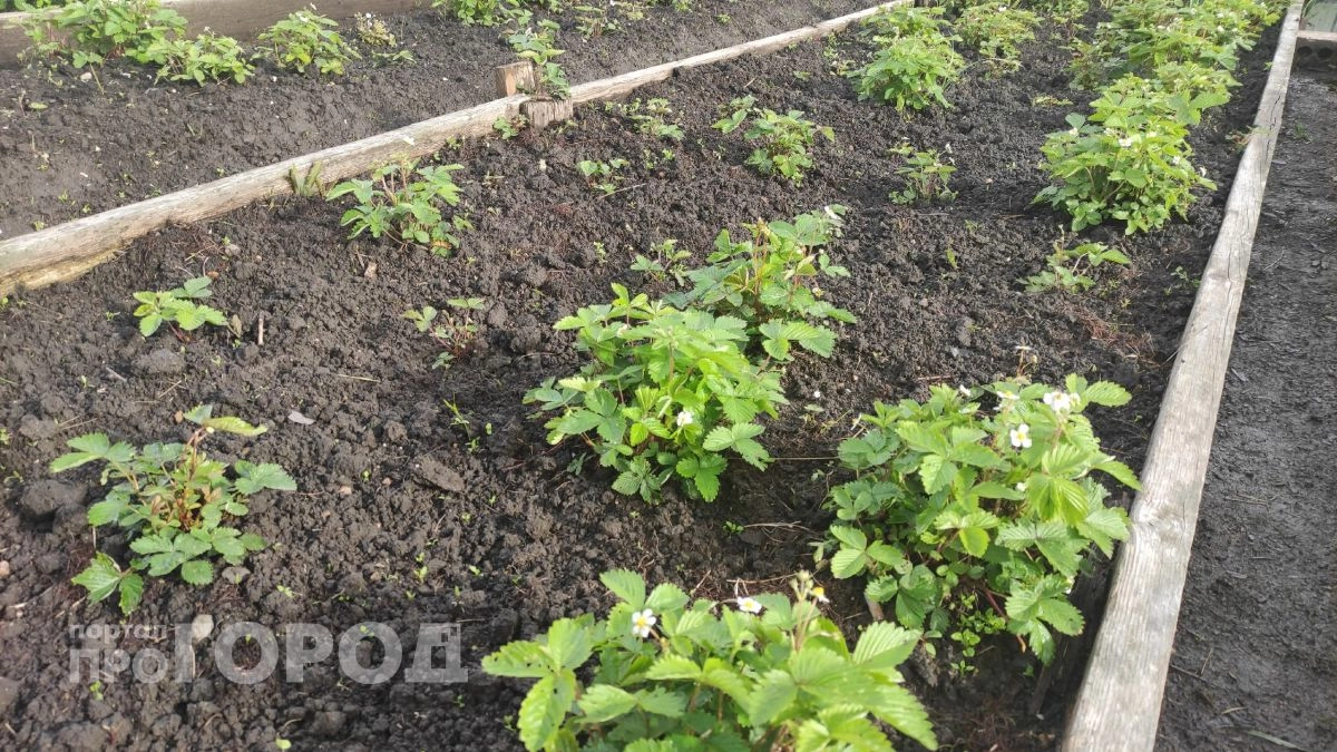 Опытные дачники не оставляют это на участке после сбора урожая: простая осенняя привычка экономит силы весной