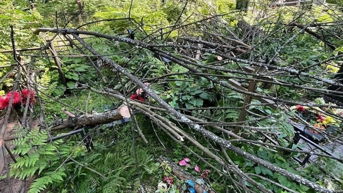 На ярославском кладбище два месяца не убирают упавшее на могилы дерево