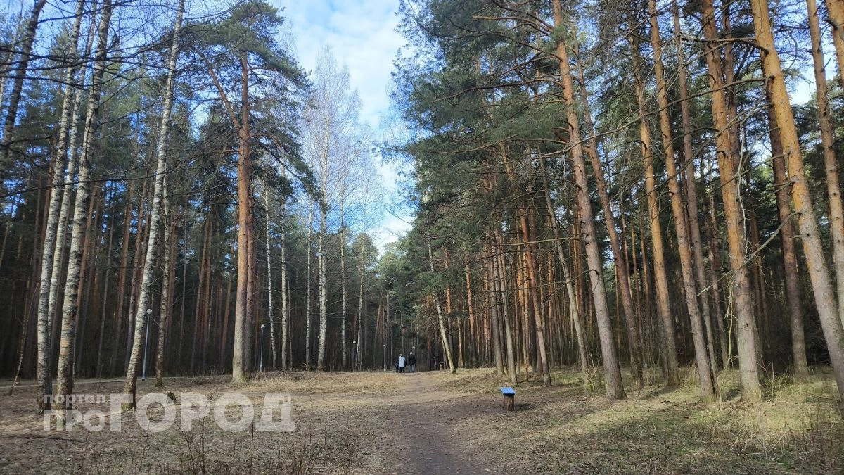 Ушли за грибами, вернулись со спасателями: что произошло с парой 70 лет в лесу под Ярославлем