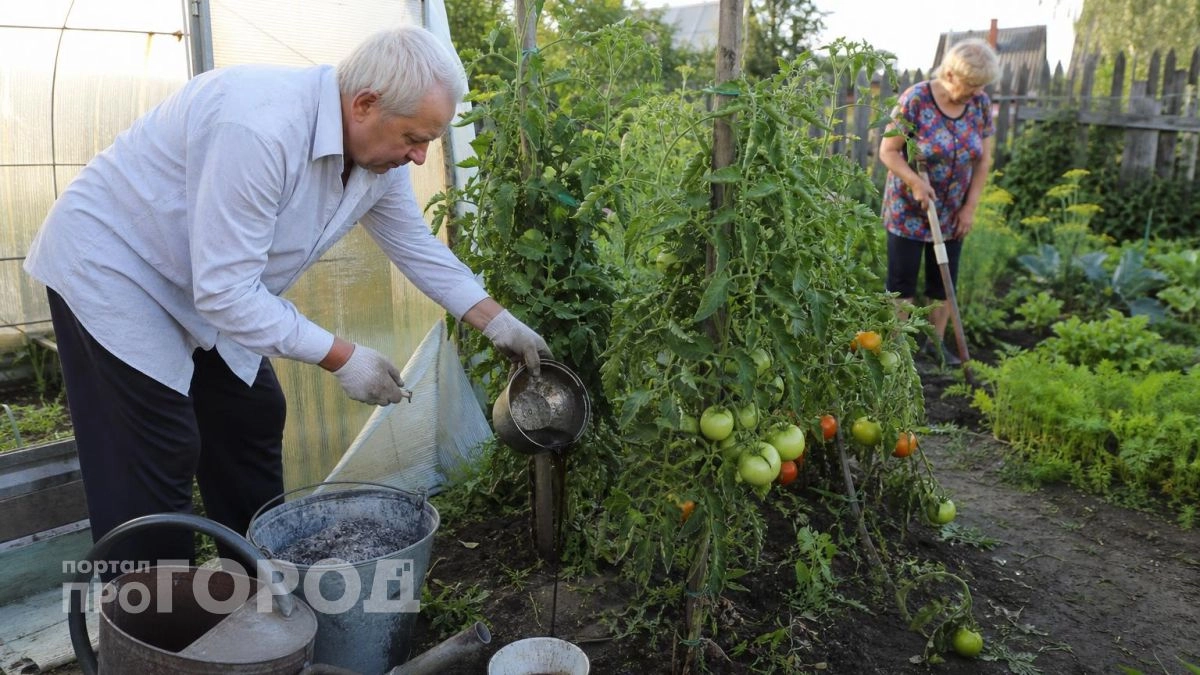 Секрет долгого плодоношения томатов: чем полить кусты в августе чтобы собирать урожай до самых холодов