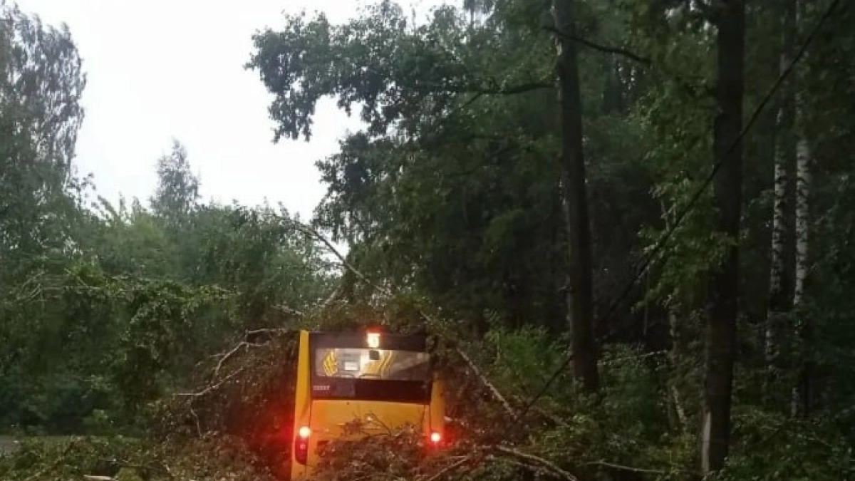 Очередной сбой в Заволжском районе: упавшее дерево остановило автобусы и изменило планы пассажиров