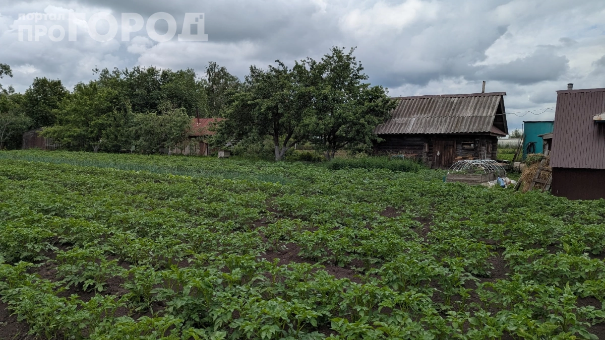 Когда копать картошку, чтобы она пролежала до весны: забудьте про мытьё клубней