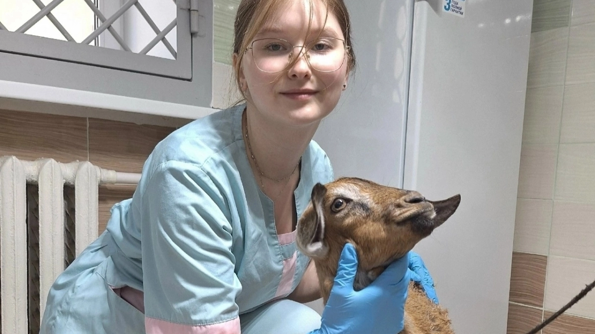 Рыбинские ветеринары спасли козлика Юру после нападения собаки