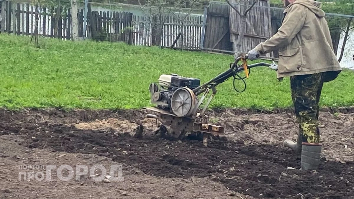 Перестаньте тратить деньги на удобрения: этот неприхотливый сидерат превратит любую землю в черный пух