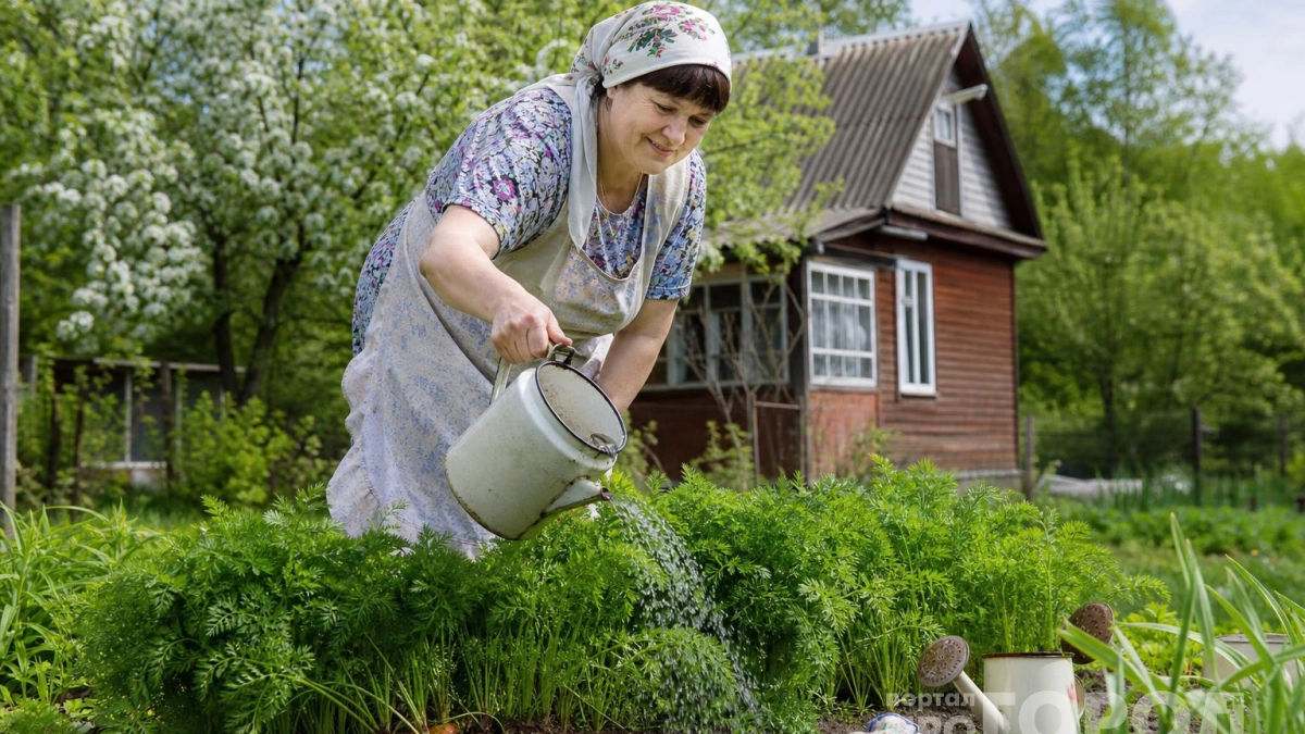 Ложка на ведро воды — и морковную муху как ветром сдуло: корнеплоды растут с локоть, ровные и сладкие