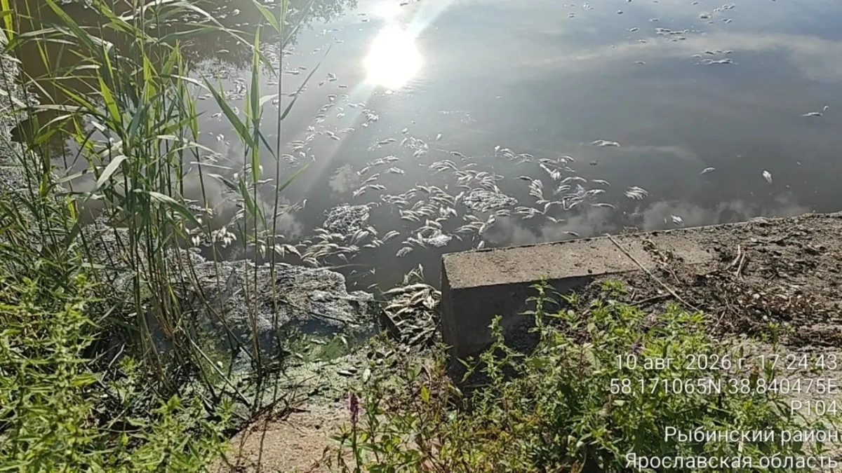 В воде Волготни обнаружили критически низкий уровень кислорода