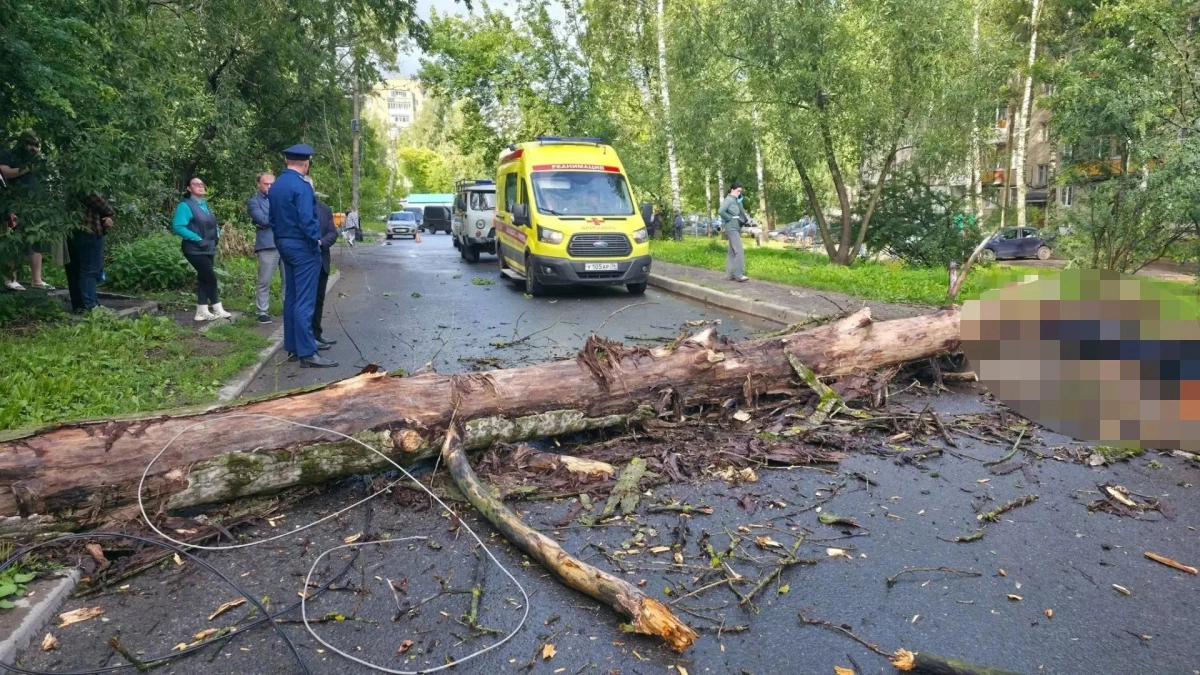 В Ярославле упавшее дерево убило человека