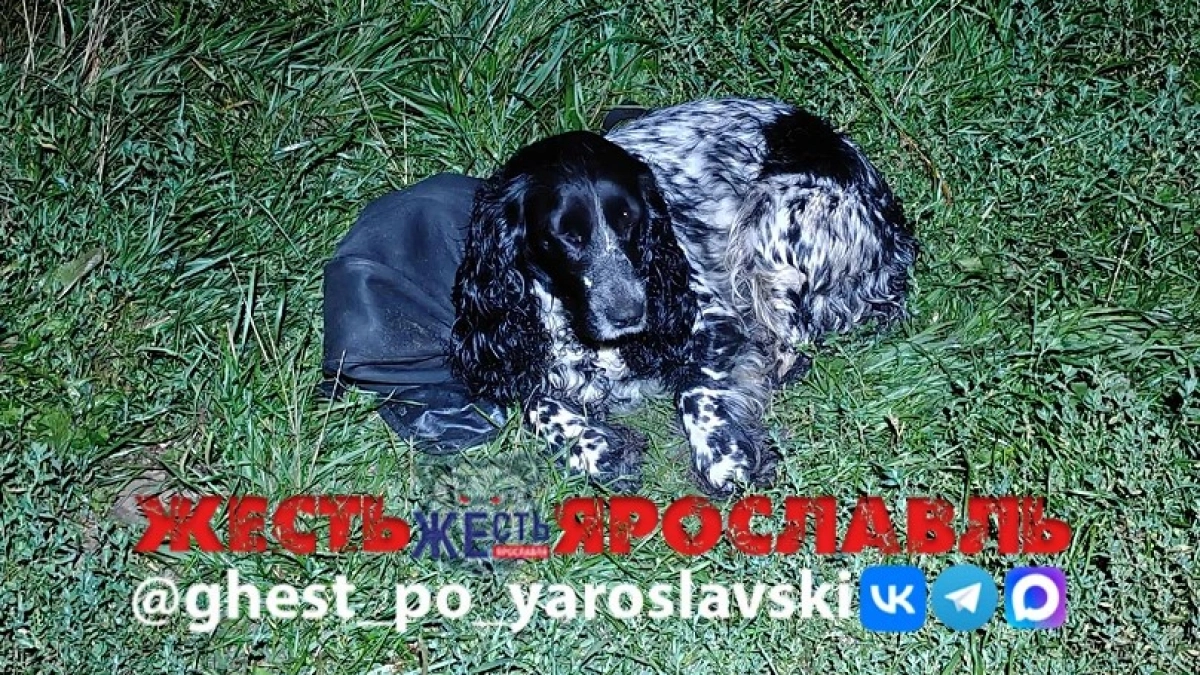 Под Ярославлем утонул мужчина, его собака осталась ждать на берегу