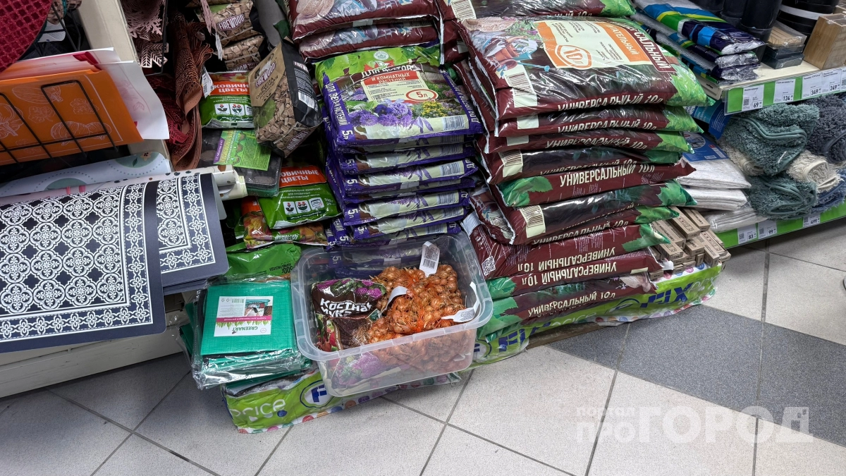 Купила в «Фикс Прайсе» копеечные семена, а выросли цветы как из заграничного питомника: делюсь лайфхаком