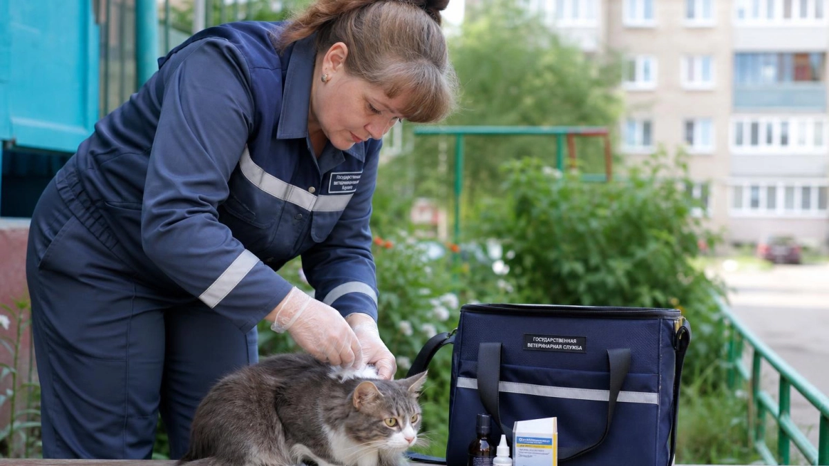 В центре Ярославля ввели карантин после случая бешенства у найденного котенка