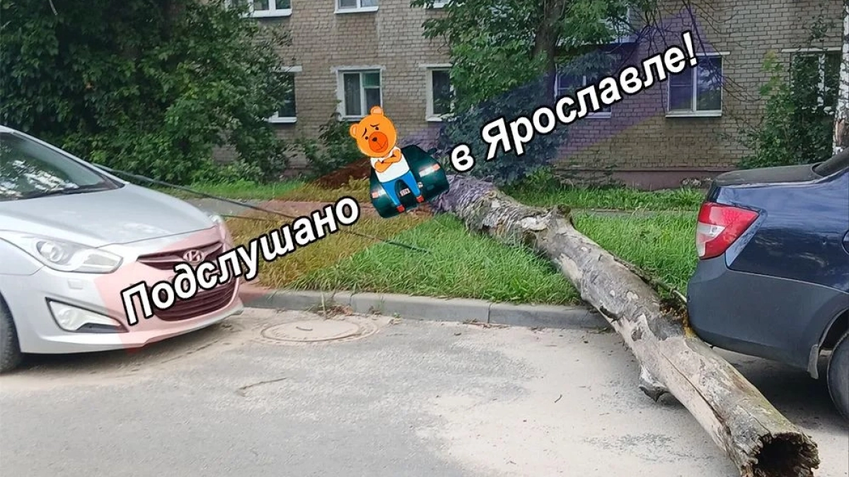 Сухое дерево упало на машину и оборвало провода на улице Слепнёва