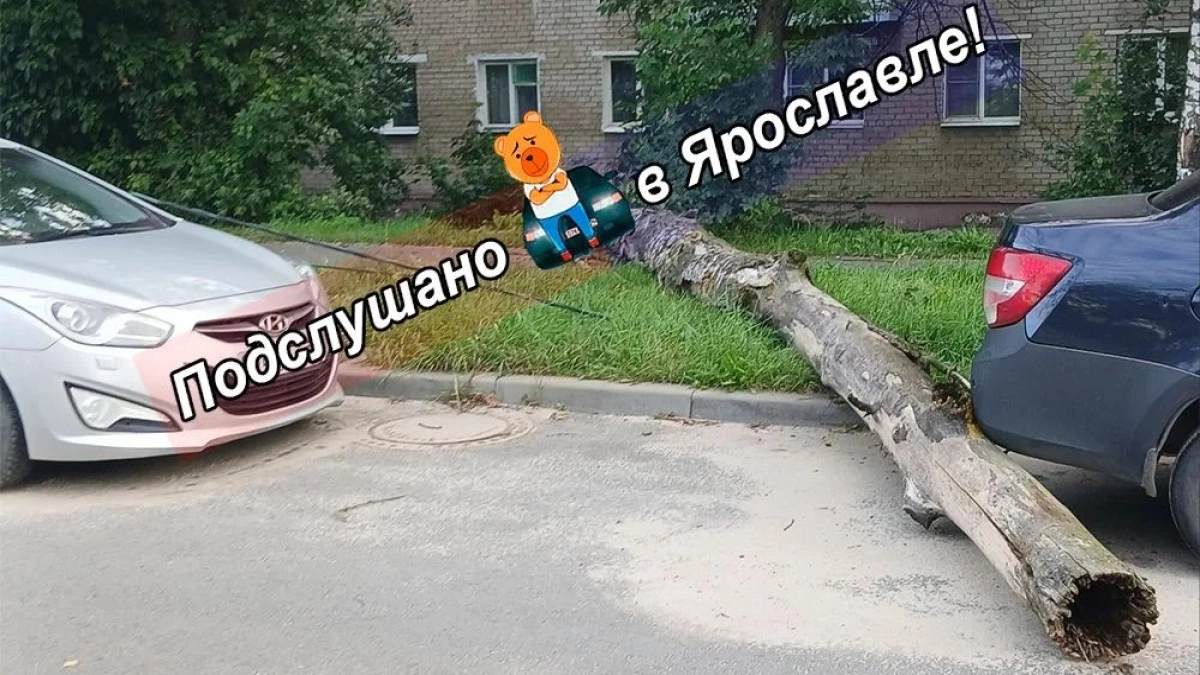 Мэрия заявила об ответственности управляющей компании за дерево на Слепнёва