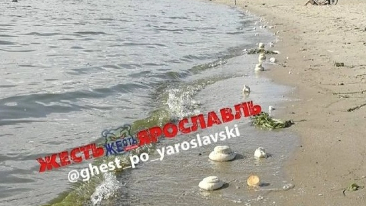 К берегу Волги в Ярославле прибило похожие на просфоры загадочные булочки