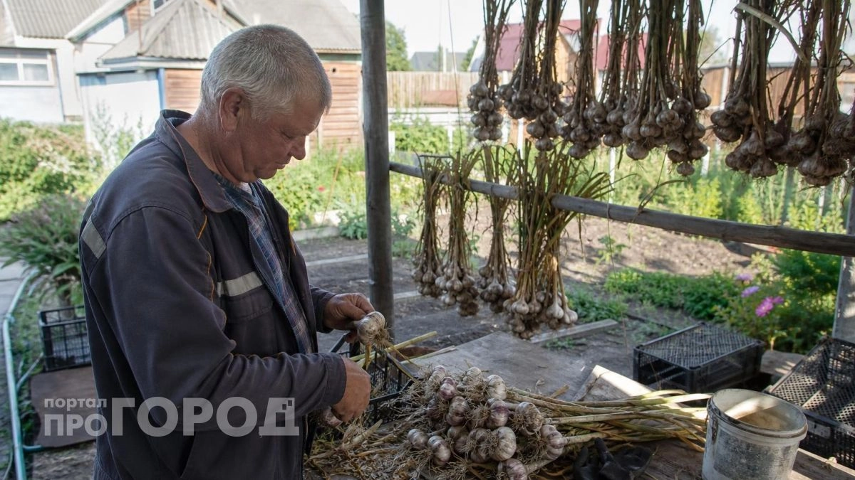 Перестала выбрасывать проросший чеснок после этой хитрости: теперь головки остаются свежими до самого лета