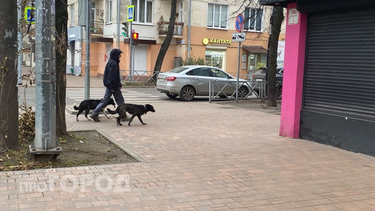 Более 100 собак могли погибнуть после вакцинации в Ярославской области