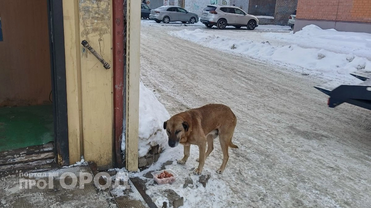 В Ярославской области временно запретили четыре серии вакцин после гибели собак