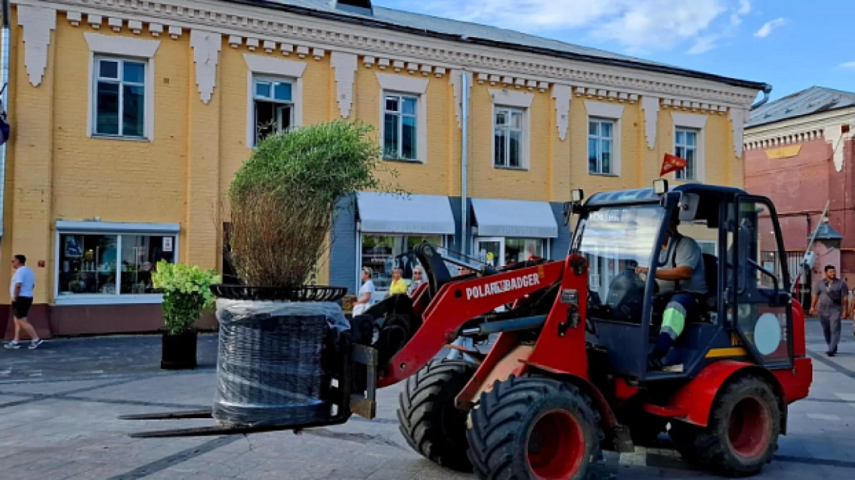 Депутатскую в Ярославле украшают мобильным озеленением с клёнами и рябинами