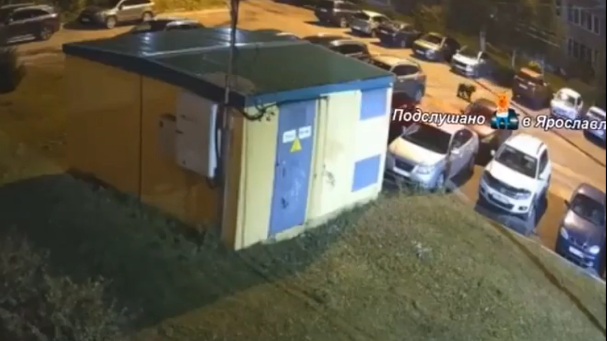 В Брагино попал на видео медвежонок, который бежал в сторону больницы № 9