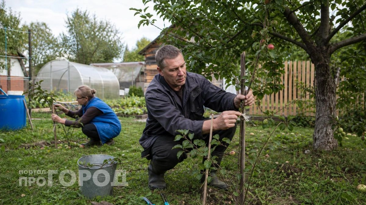 Я совершил ошибку с обрезкой яблони: срезал все волчки и остался без яблок на два года вперед
