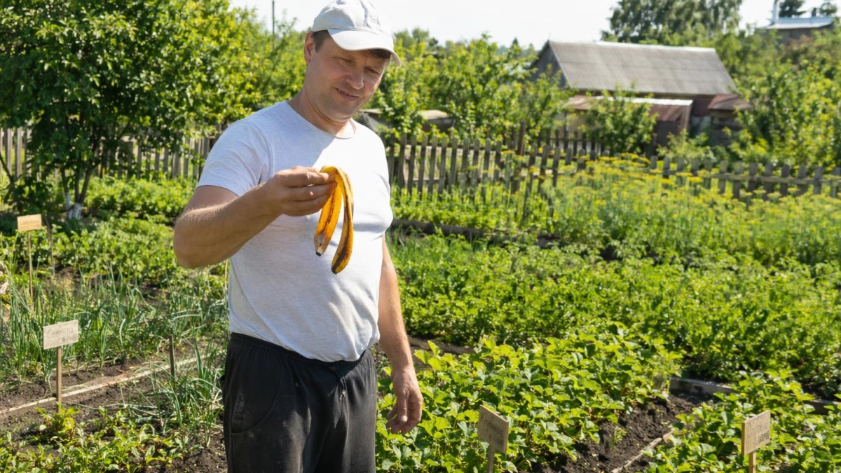 Зачем опытные дачники закапывают банановую кожуру в сентябре: попробовала — и весной не узнала свой огород
