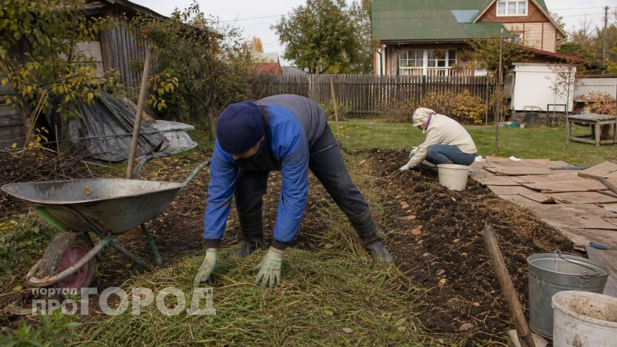 Превращаю заброшенный пустырь в плодородный рай: три простых шага для быстрой подготовки целинной земли