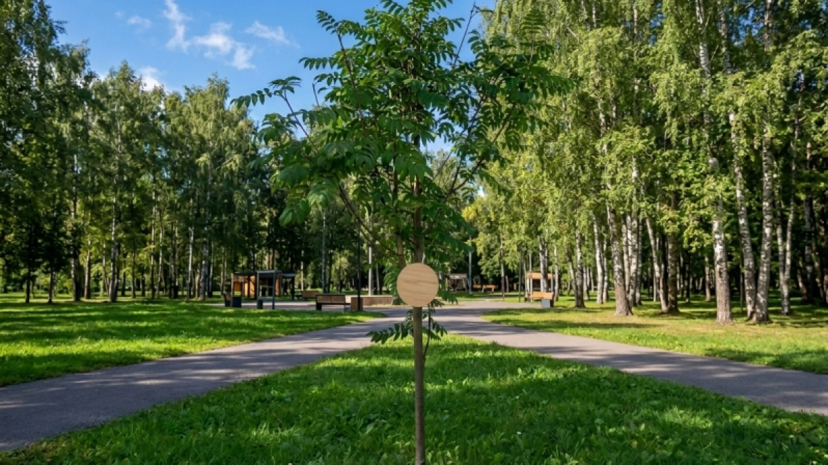 В Ярославле появилась мурманская рябина на Аллее писателей