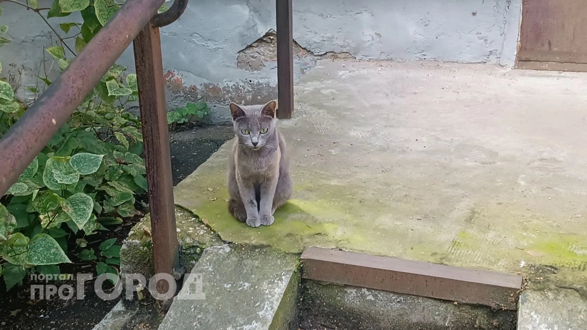 Домашняя кошка на самовыгуле заразилась бешенством в Некрасовском районе