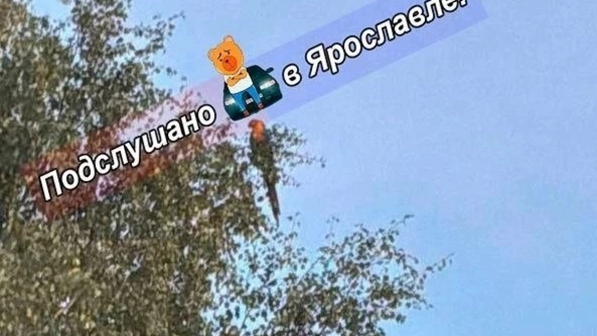 Попугай ара перелетел на Волгу и оказался на дереве в Норском
