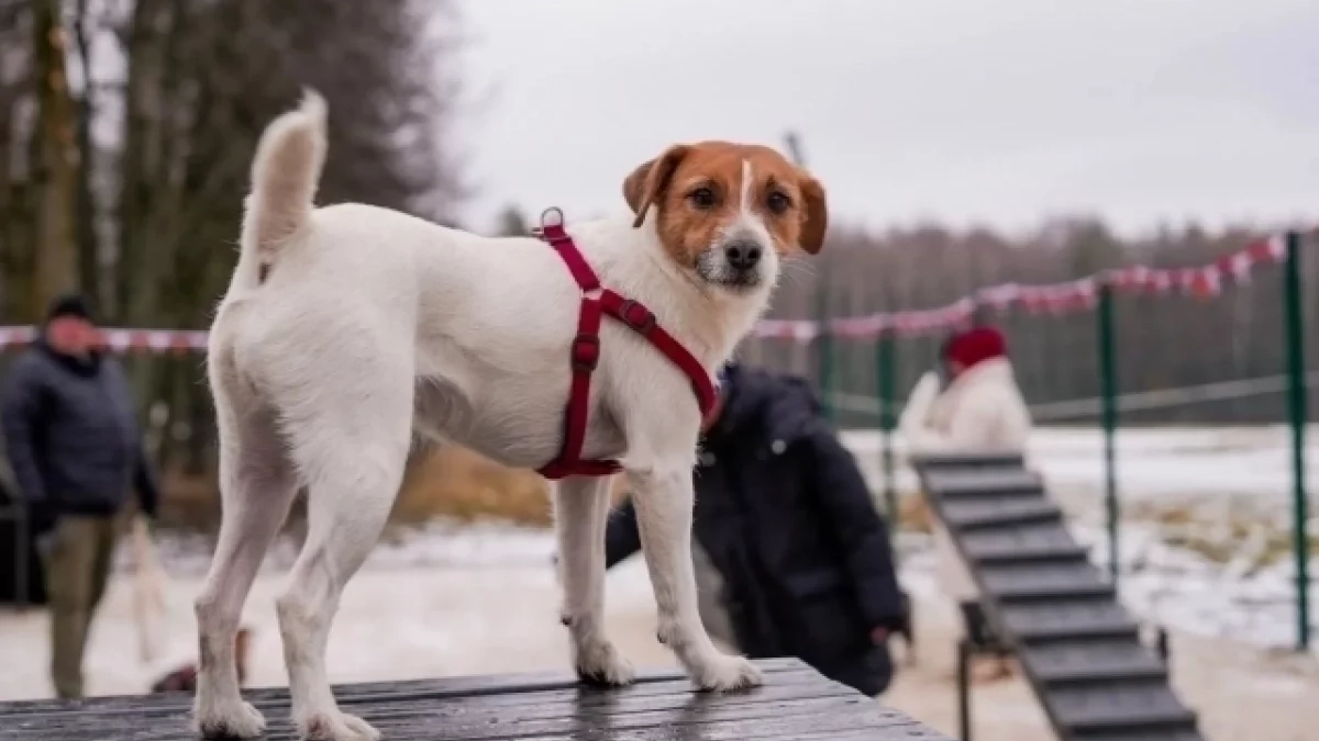 В Ярославской области готовят карту pet-friendly мест почти на 400 объектов