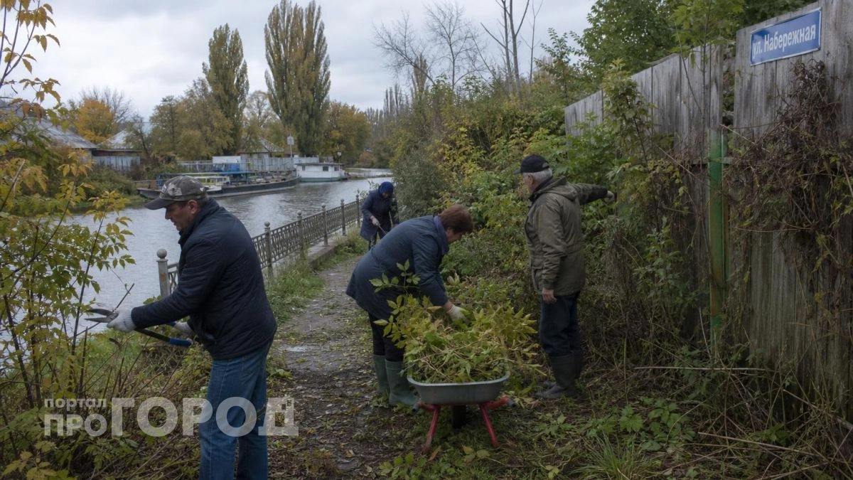 Хуже борщевика: уберите это растение со своего участка прямо сейчас чтобы не платить огромные штрафы