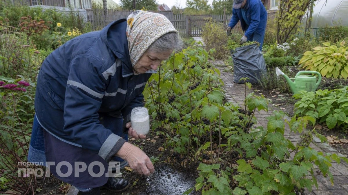 Достаточно рассыпать этот порошок под смородиной в сентябре: будущим летом ветки будут усыпаны крупными ягодами