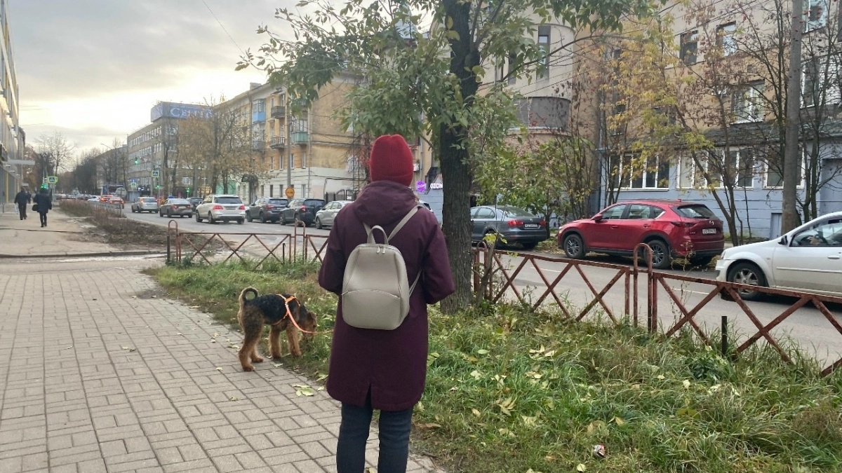Ветврач назвал причины гибели собак после вакцинации в Ярославской области