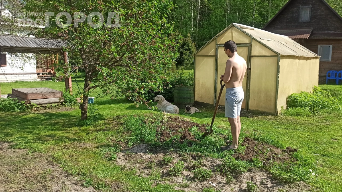 Эту «зеленую пакость» на огороде вывести почти невозможно: нашел слабое место сорняка — делюсь методом