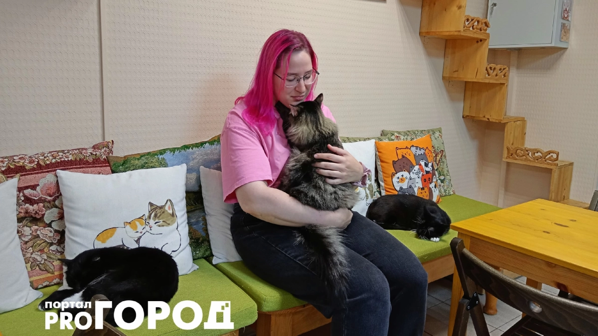Хозяйка ярославского котокафе: «Кошка Лиза выкормила чужих котят, а Слепуню привезли после удаления глаз»
