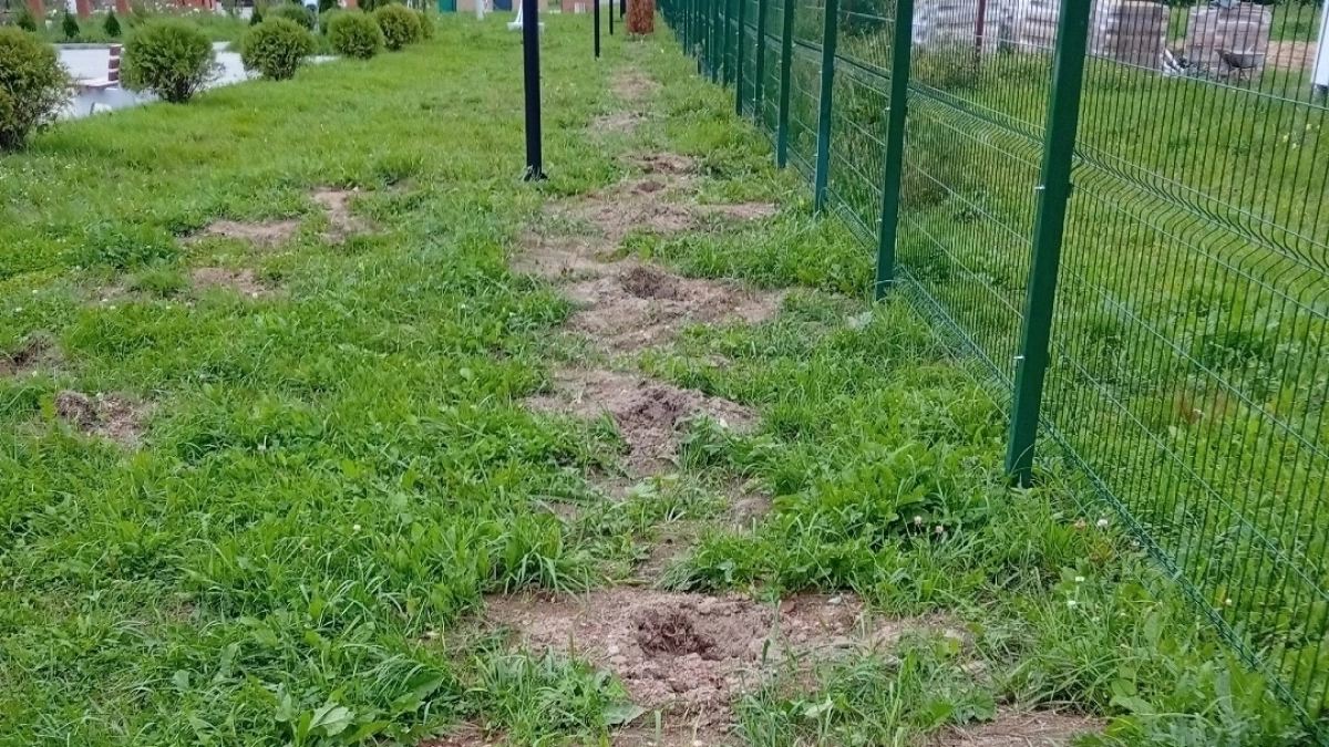 Власти Борисоглебского опровергли кражу десятков свежепосаженных туй в парке