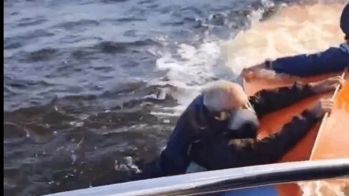 На Рыбинском водохранилище спасли троих тонущих рыбаков с перевернувшейся лодки