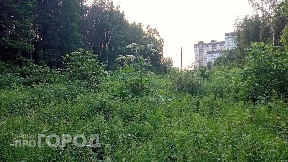 Заросли борщевика на 10 гектарах: ярославец заплатит 30 тысяч за заброшенную землю