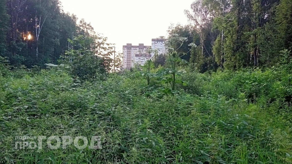 Деревья высотой до 7 метров: жителя Подмосковья наказали за заброшенные ярославские земли