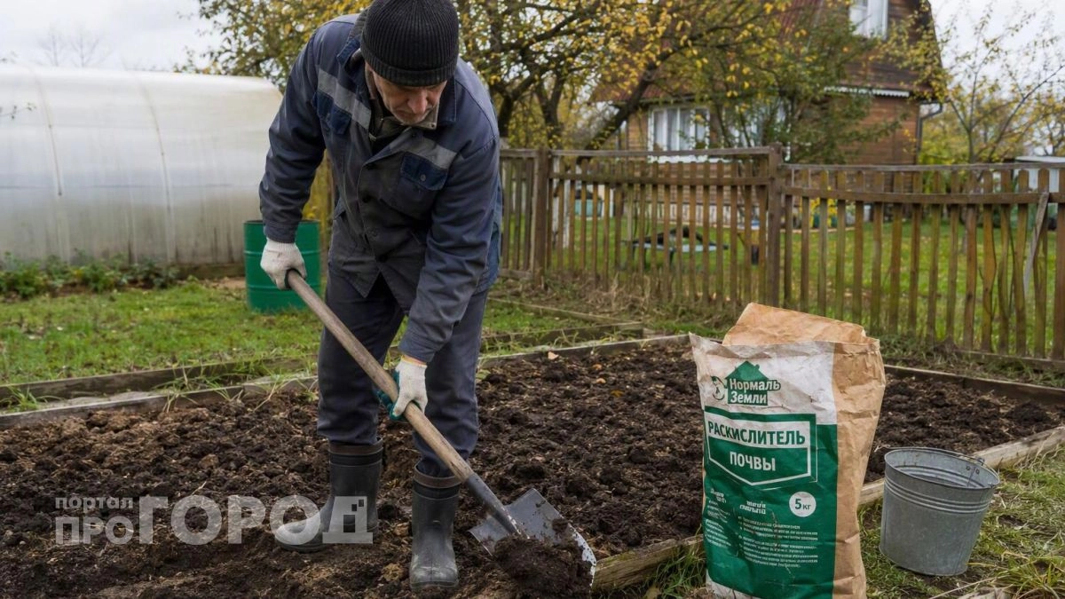Раскисляю почву доломитовой мукой в октябре: одна грубая ошибка превратит весь урожай картофеля в паршу