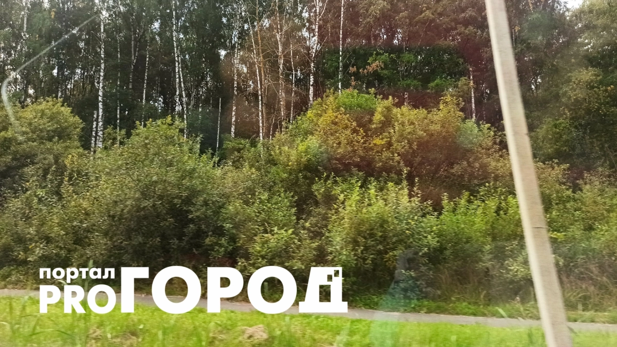 В селе под Ярославлем егеря взяли под охрану улицы из-за дикого медведя