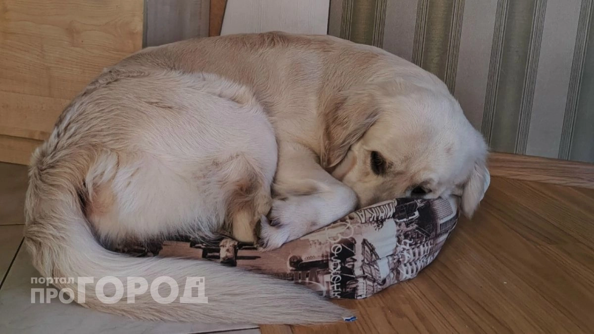 В Ярославской области тепло дали в половину жилых домов и 70 процентов школ с больницами