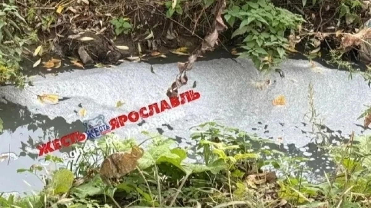 В Ярославле экологи подтвердили масштабное загрязнение реки Толгоболки ядовитыми стоками