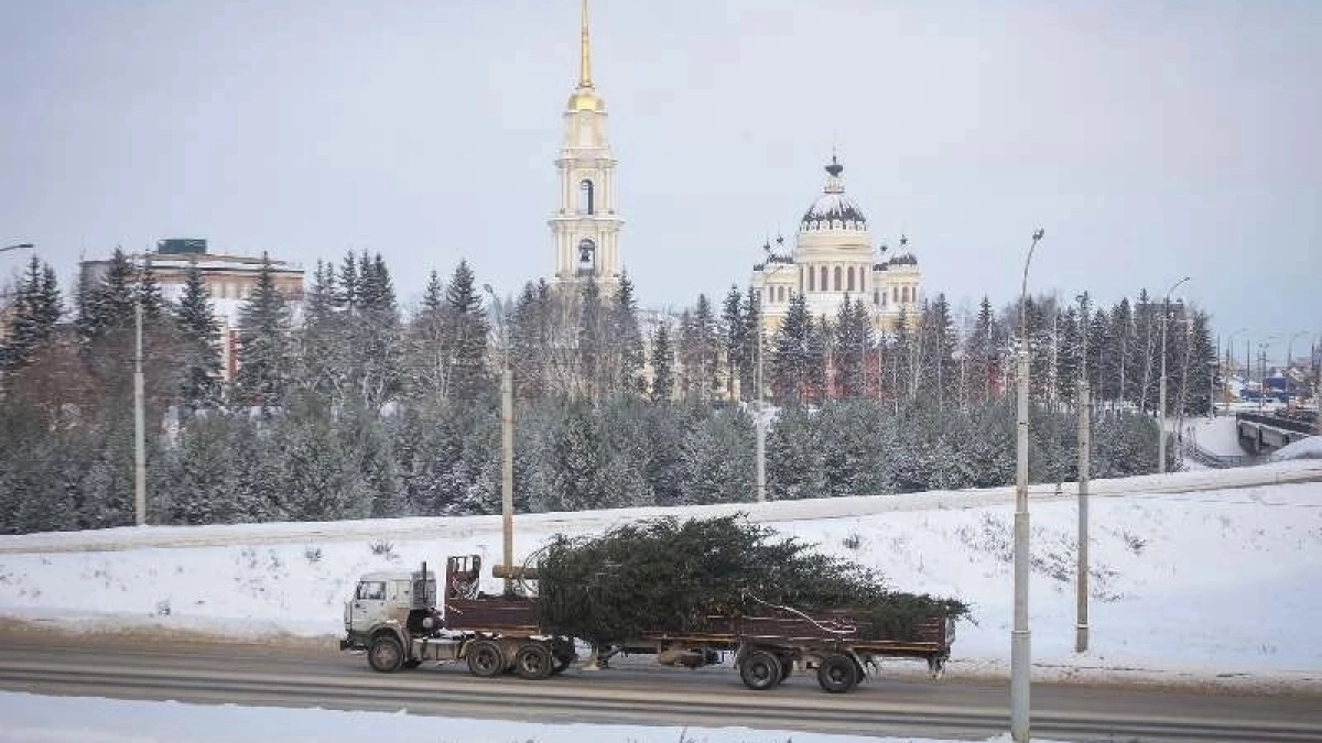 В Рыбинске коммунальщики начали охоту за 15-метровыми елями на частных дачах