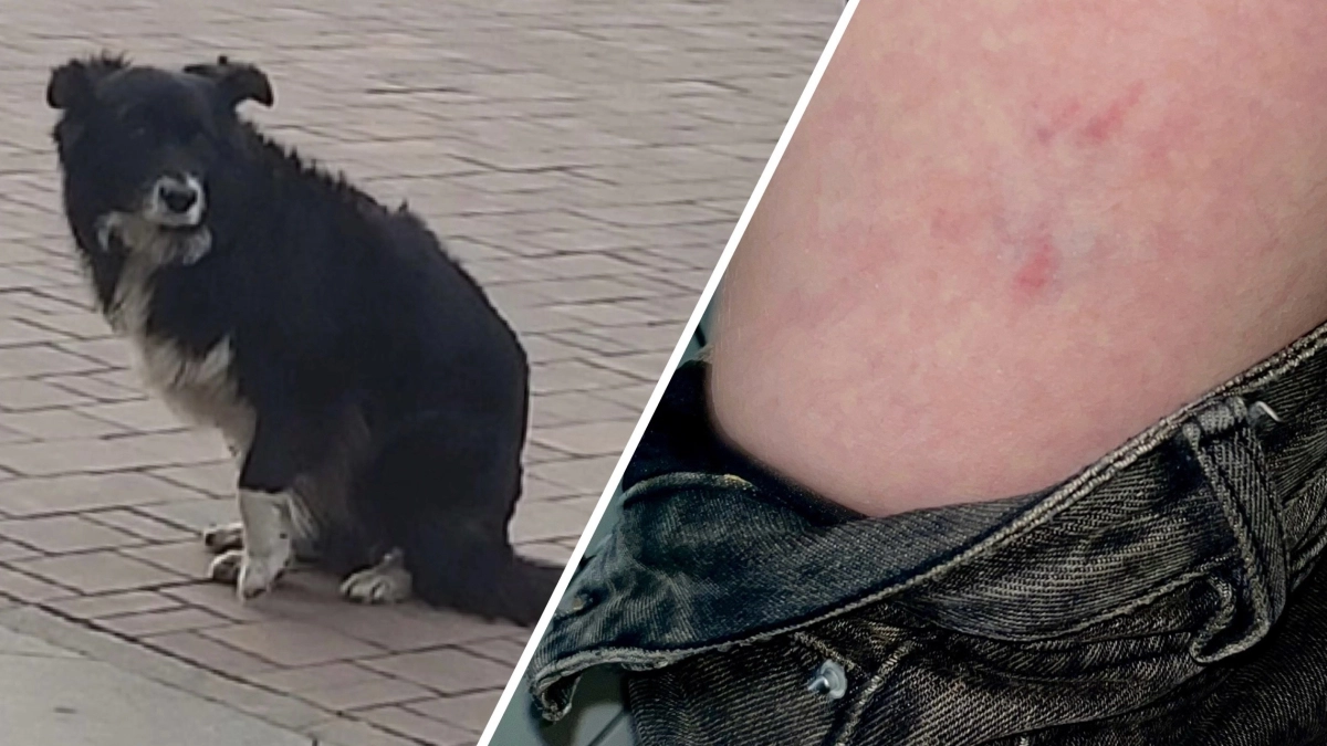 Собаку, укусившую фотографа в Ярославле, так и не поймали: пес бросался и на других
