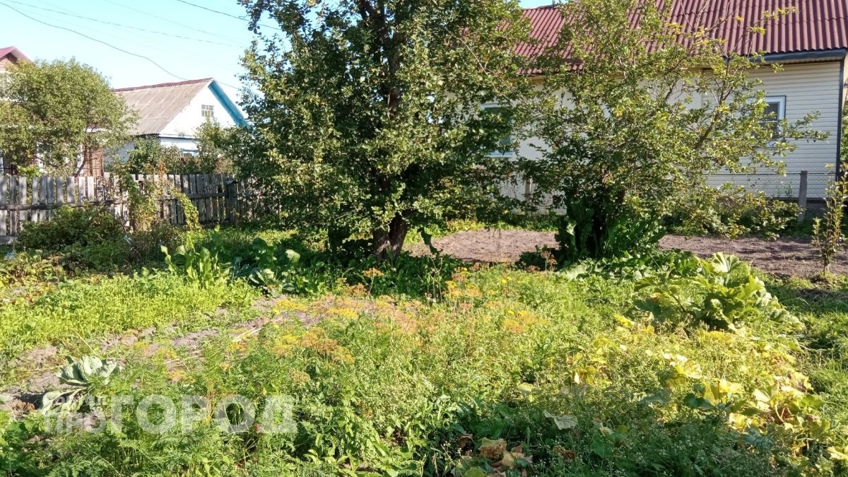 В Ярославской области заросшие березами сельхозполя довели хозяина до суда